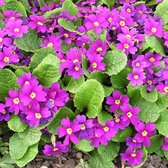 6 x Primula 'Wanda' - Sleutelbloem pot 9x9cm - Vroegbloeiende Kleurenpracht