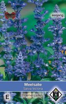 Van Hemert - Meelsalie Victoria (Salvia farinacea)