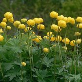 6 x Trollius Europaeus - Kogelbloem Pot 9x9cm - Goudgele Bloei