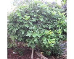 QUERCUS PALUSTRIS 'GREEN DWARF' - Moeraseik - stam 180 cm pot