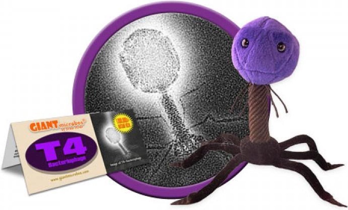 T4 (T4-Bacteriophage)