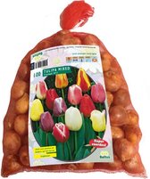 Tulipa Darwin mix - 100 stuks
