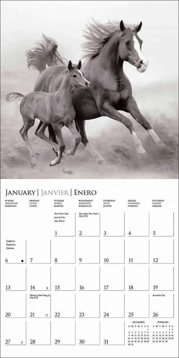 Horses B&W Kalender 2019