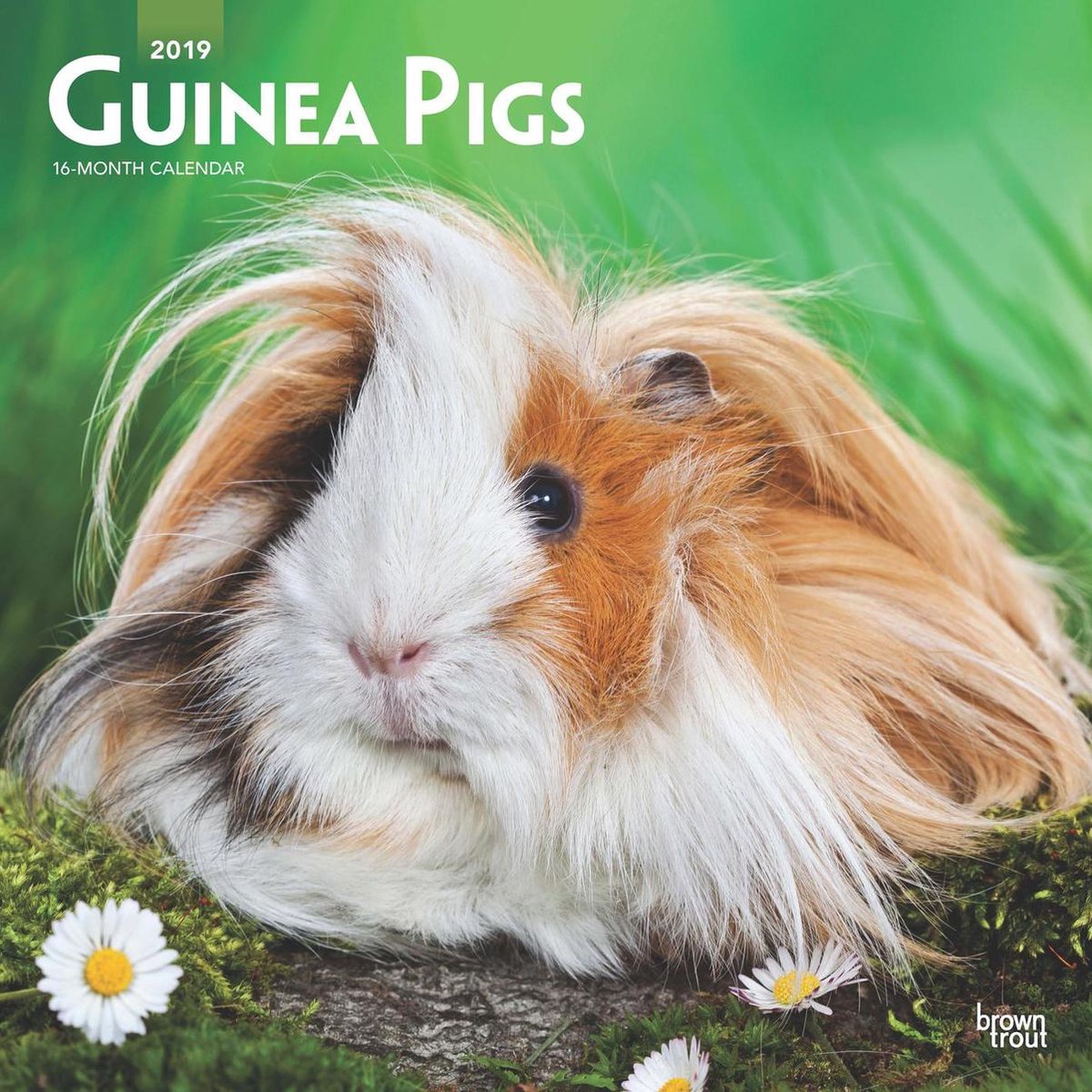Guinea Pigs Kalender 2019