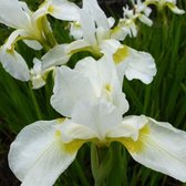 6 x Iris Germanica 'White Knight' - Iris des jardins 'White Knight' godet 9cm x 9cm