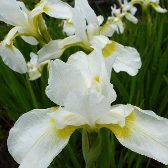 Iris Germanica Blanc