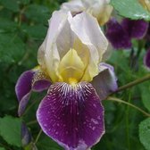 6 x Iris Germanica 'Senlac' - Iris des jardins 'Senlac' godet 9cm x 9cm
