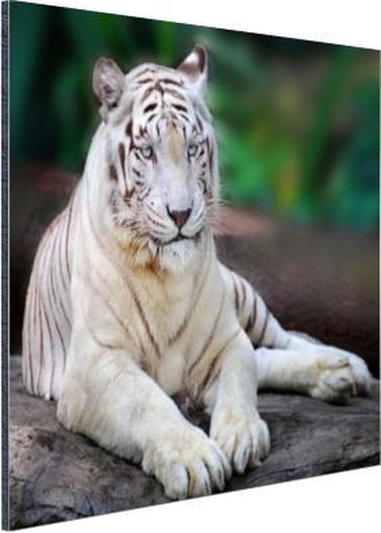 Tigre Witte Aluminium 30x20 cm - petit - Tirage photo sur aluminium (décoration murale en métal)