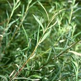Salix Elaeagnos 'Angustifolia' - Rozemarijnwilg;Grijze wilg 50-60 cm pot