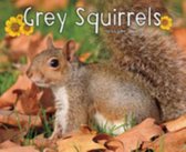 Grey Squirrels
