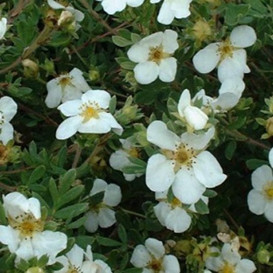 Potentilla Fruticosa 'Abbotswood' - Ganzerik|Vijfvingerkruid - 25-30 cm in pot: Witbloeiende struik, ideaal voor zonnige borders.