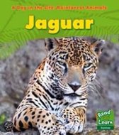 Rainforest Animals