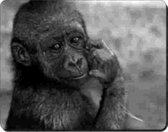 Baby Gorilla  Muismat