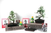 Starterkit Ulmus parvifolia  Bonsai incl. diverse benodigdheden om uw Bonsai te verzorgen.