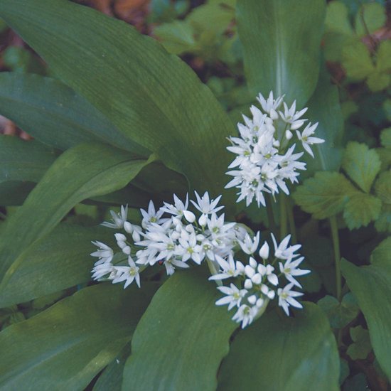100 x Allium Ursinum