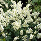 Pieris Japonica 'Debutante' - Rotsheide;Lavendelheide 20-30 cm pot