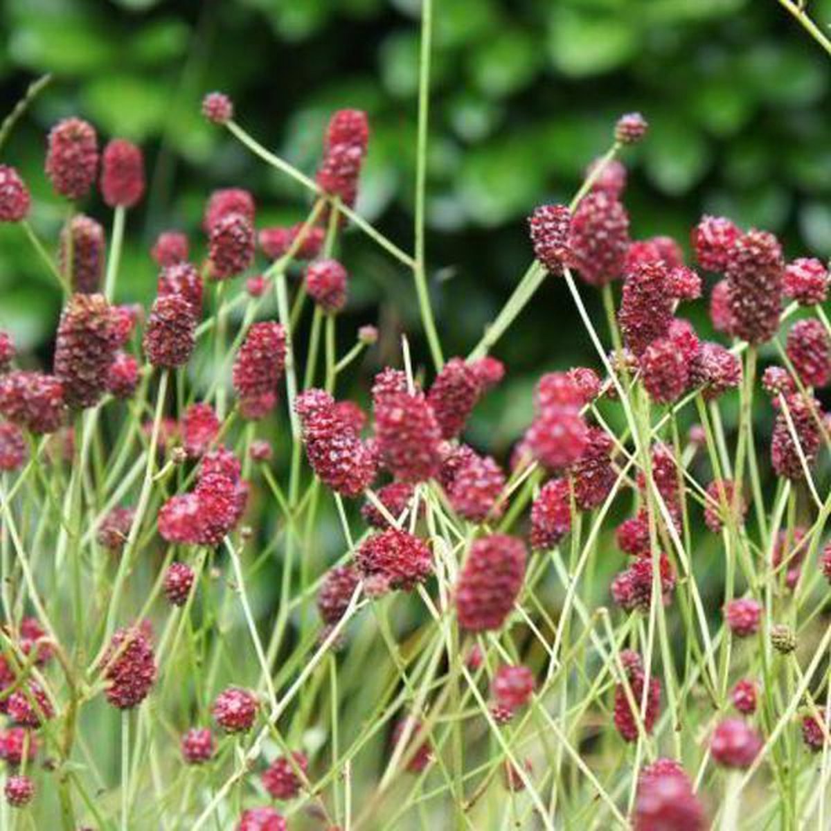 Sanguisorba officinalis Tanna весной