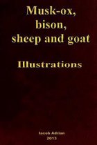 Musk-Ox, Bison, Sheep and Goat Illustrations