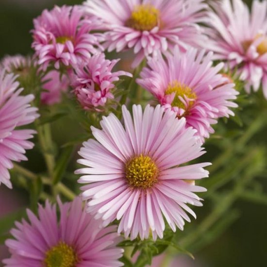 Foto: 6 x aster nova angliae harrington s pink herfstaster pot 9x9 cm rijkbloeiend en vlinder aantrekkend