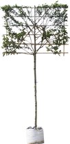 Krentenboom leiboom 150 cm Amelanchier lamarckii 270 cm