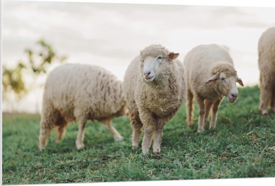 PVC Schuimplaat- Schapen lopen door weiland en eten gras - 120x80 cm Foto op PVC Schuimplaat