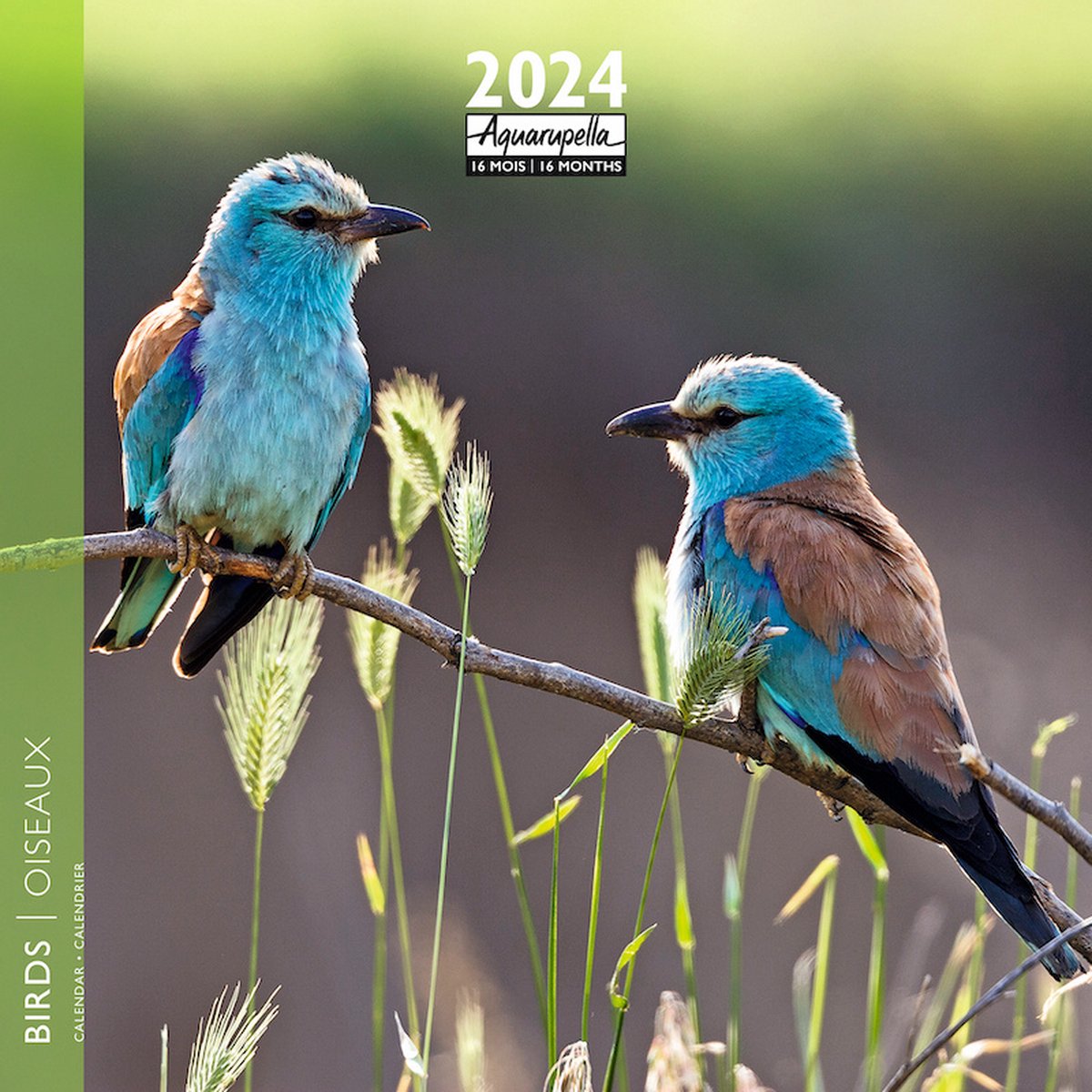 Bekking & Blitz - Calendrier d'affiches pour oiseaux de Vogelbescherming  2024 