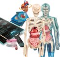 Model van een skelet met organen, hart, bloedvaten, tanden en studiemateriaal.