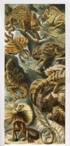 Deursticker Lacertilia - Oude meesters - Kunst - 75x205 cm - Deurposter