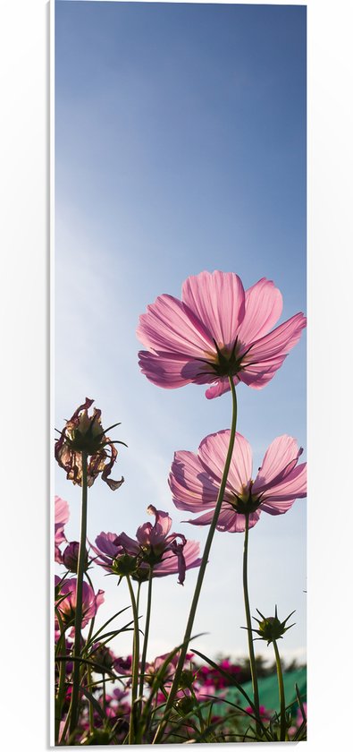PVC Schuimplaat- Cosmea bloemen in een bloemenveld met heldere blauwe lucht - 20x60 cm Foto op PVC Schuimplaat