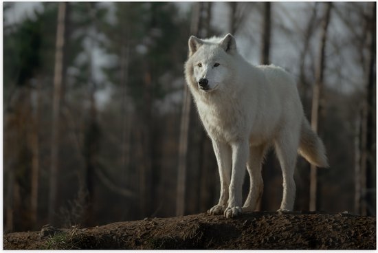 Poster (Mat) - Witte wolf staat op heuveltje voor bomen - 60x40 cm Foto op Posterpapier met een Matte look