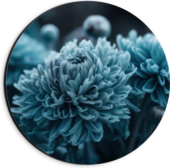 Dibond Muurcirkel - Donker Blauwe Cryasanten met Donkere Achtergrond - Bloemen - 20x20 cm Foto op Aluminium Muurcirkel (met ophangsysteem)