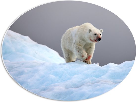 PVC Schuimplaat Ovaal - Witte ijsbeer bedekt met bloed loopt door de sneeuw heen - 56x42 cm Foto op Ovaal (Met Ophangsysteem)