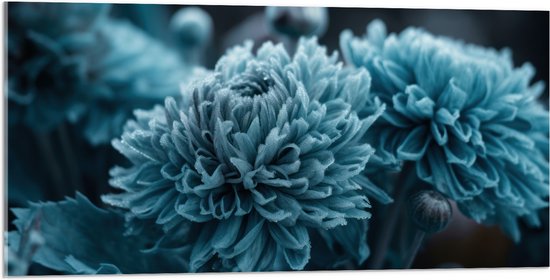 Acrylglas - Donker Blauwe Cryasanten met Donkere Achtergrond - Bloemen - 100x50 cm Foto op Acrylglas (Wanddecoratie op Acrylaat)