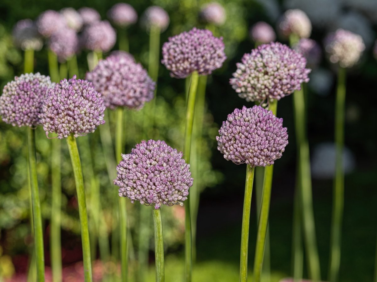 Allium Ping Pong | 25 stuks | Sierui | Alliumbol