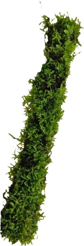 Bamboostok met Javamos 20 cm