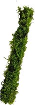 Bamboostok met Javamos 20 cm - Aquarium mos - Aquariumplant - Aquarium decoratie - Aqua Producten - Moerings