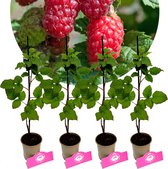 Set Van 4 Tayberry - Rubus braam/framboos – Hoogte 25cm - 9cm pot