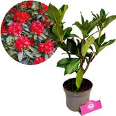 Rhododendron 'Markeeta's Prize' Rode bloemen - Hoogte 60cm - 1,5 liter pot