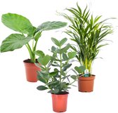 Plant in a Box - Mix van 3 Kamerplanten - Alocasia, Clusia, Areca - Pot 17cm - Hoogte 50-70cm - Luchtzuiverend
