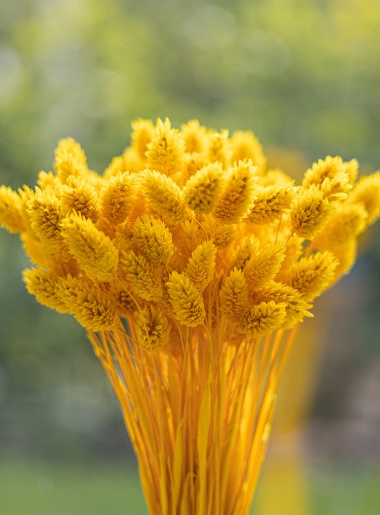 Fleurs séchées - Phalaris Canariensis - Alpiste des Canaries - Jaune