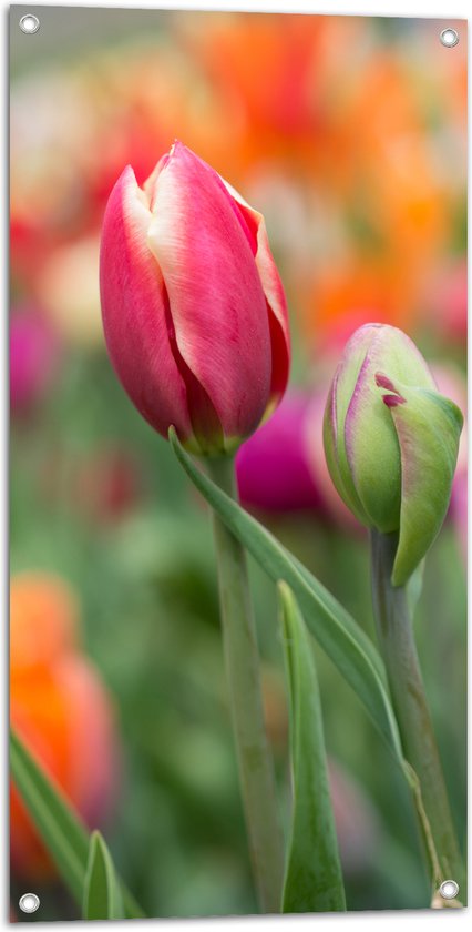 Tuinposter – Donker roze tulpen die nog aan het uitkomen zijn - Bloemen - 50x100 cm Foto op Tuinposter (wanddecoratie voor buiten en binnen)