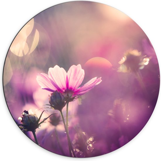 Dibond Muurcirkel - Cosmea Bloemen met Paarse Gloed als Achtergrond - 70x70 cm Foto op Aluminium Muurcirkel (met ophangsysteem)