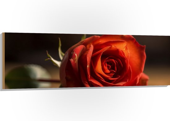 Hout - Mooi Rode Roos Liggend op Tafel met Donkere Achtergrond - Bloemen - 150x50 cm - 9 mm dik - Foto op Hout (Met Ophangsysteem)
