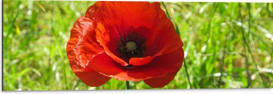 Dibond - Mooie Rode Klaproos in Grasveld met Hoog Gras - Bloemen - 90x30 cm Foto op Aluminium (Met Ophangsysteem)