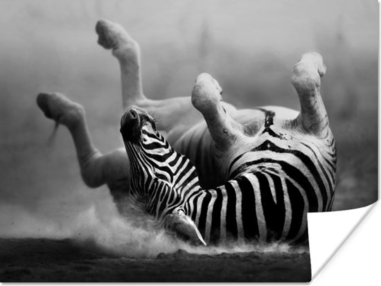 Affiche Zebra - Animaux - Zwart et Wit - 160x120 cm XXL