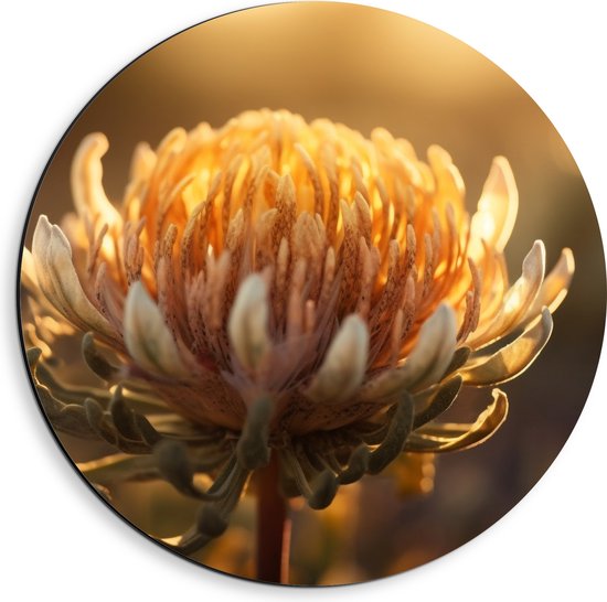 Dibond Muurcirkel - Oranje Leucospermum Cordifolium Bloem Bij Zonsondergang Licht - 40x40 cm Foto op Aluminium Muurcirkel (met ophangsysteem)
