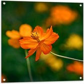 Tuinposter – Fel Oranje Cosmos Sulphureus Bloemen met Donker Groene Achtergrond - 80x80 cm Foto op Tuinposter (wanddecoratie voor buiten en binnen)