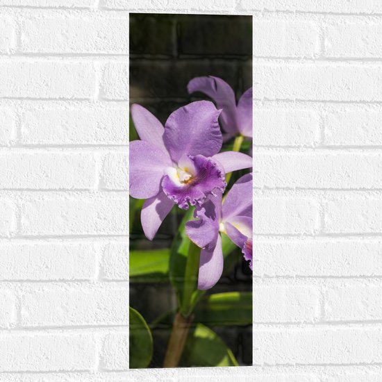Muursticker - orchidee met witte knopjes en diverse paarse tinten - Bloem - 20x60 cm Foto op Muursticker