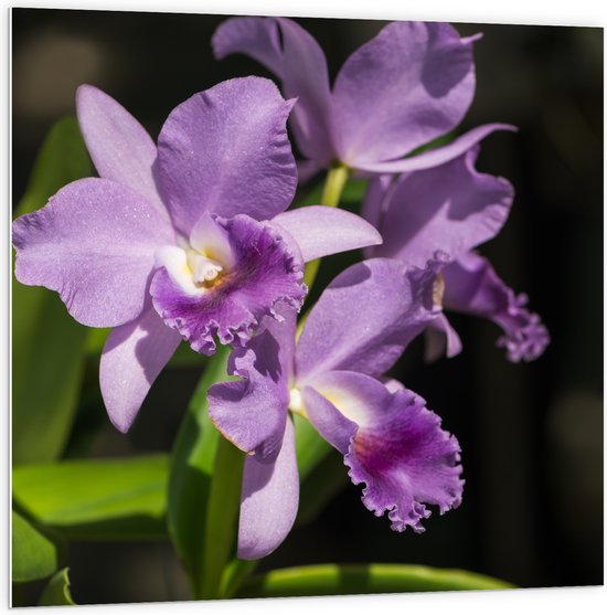 PVC Schuimplaat- orchidee met witte knopjes en diverse paarse tinten - Bloem - 100x100 cm Foto op PVC Schuimplaat