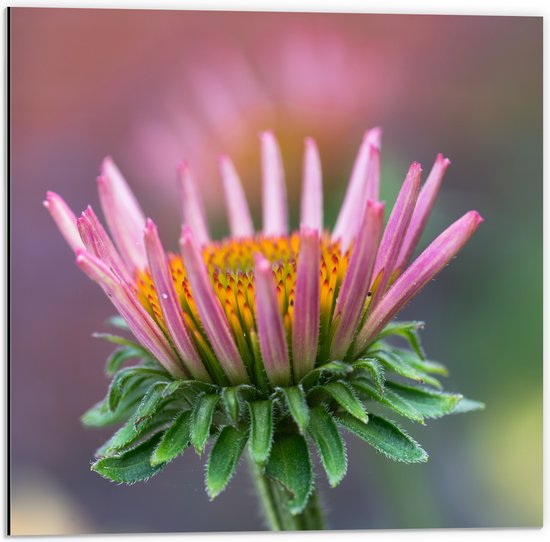 Dibond - Zonnehoek bloem roze gekleurd met bladeren omhoog - 50x50 cm Foto op Aluminium (Met Ophangsysteem)